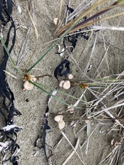 Paramarasmius mesosporus