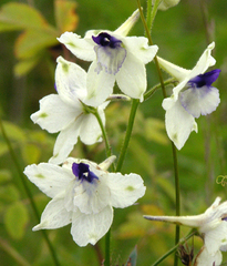 Delphinium pavonaceum