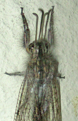 Centroclisis