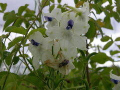 Delphinium pavonaceum