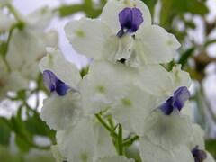 Delphinium pavonaceum
