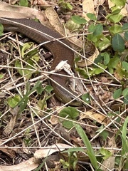 Cyclodomorphus michaeli