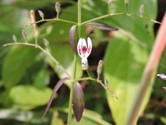 Andrographis paniculata