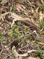 Cyclodomorphus michaeli