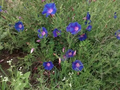 Ipomoea stans