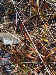 Drosera arcturi