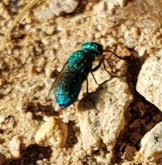 Chrysura