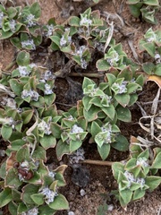 Guilleminea densa