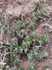 Guilleminea densa