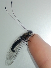 Ululodes quadripunctatus