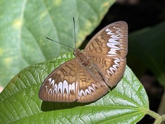 Tanaecia