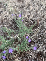 Verbena plicata