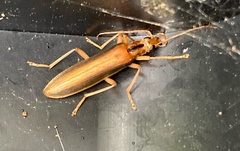 Thelyphassa lineata