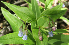 Mertensia