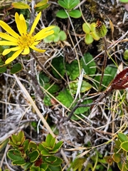 Brachyglottis lagopus