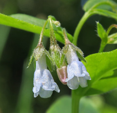 Mertensia