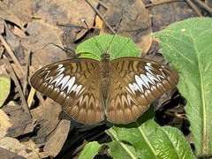 Tanaecia pelea
