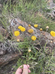 Helichrysum setosum