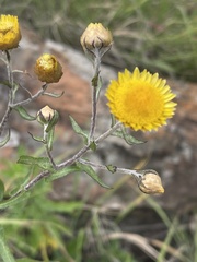 Helichrysum setosum