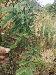 Mimosa rubicaulis