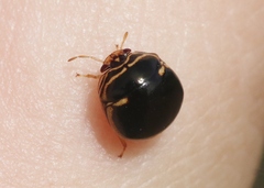 Coptosoma xanthogramma