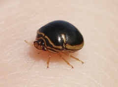 Coptosoma xanthogramma