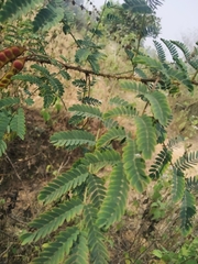 Mimosa rubicaulis