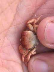 Cyclograpsus cinereus