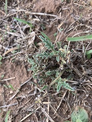 Chamaesaracha coniodes