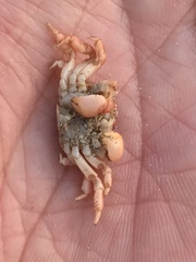 Cyclograpsus cinereus