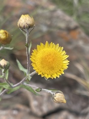 Helichrysum setosum