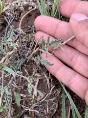 Chamaesaracha coniodes