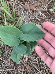 Cucurbita foetidissima