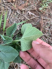 Cucurbita foetidissima