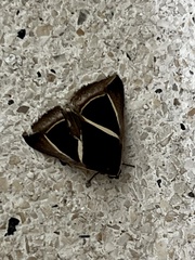 Chalciope