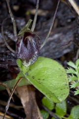 Corybas iridescens