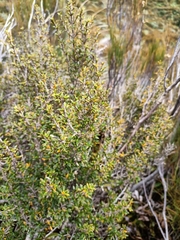 Coprosma fowerakeri