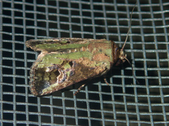 Lignispalta viridaria