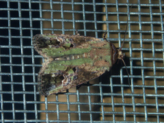 Lignispalta viridaria