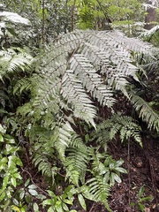 Gymnosphaera podophylla