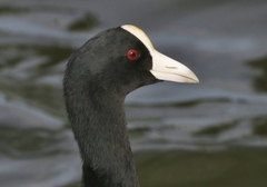 Fulica alai