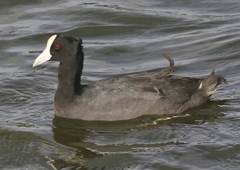 Fulica alai