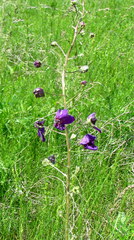 Verbascum phoeniceum