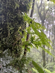 Hymenophyllum scabrum