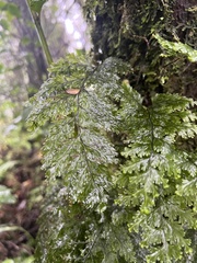 Hymenophyllum scabrum