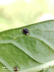Cryptolaemus
