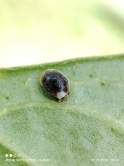 Cryptolaemus