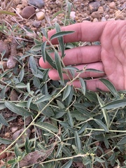 Ditaxis humilis