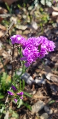 Limonium sinuatum