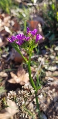 Limonium sinuatum